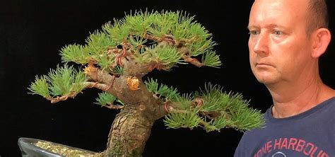 Miyajima Goyomatsu Grafted White Pine Bonsai Tree Pty Ltd