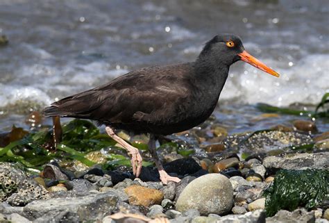 Haematopus Bachmani Black Oystercatcher March Point Rd Flickr