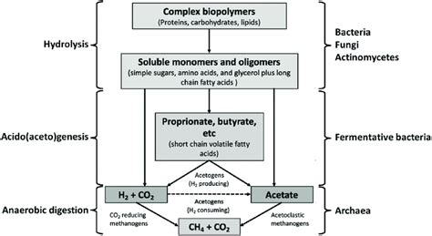 Steps Of The Methanogenesis Process As Proposed By Chen Et Al 2015 Download Scientific Diagram