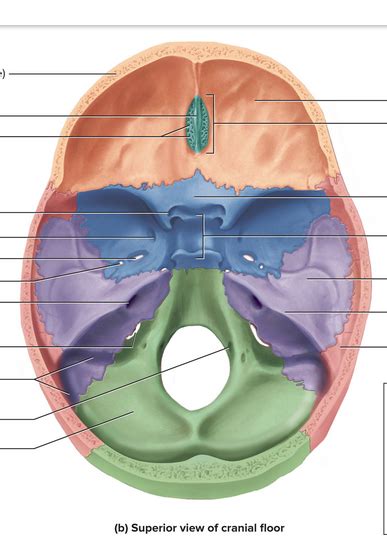 Exercise 8 The Head And Skull The Superior Interior View Of The