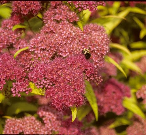 Spiraea X Bumalda Goldflame Spirea Garden Center Marketing