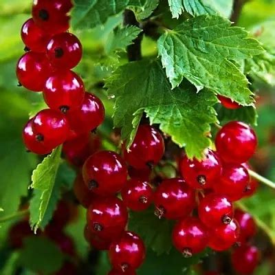 Купить смородину - Саженцы смородины в Минске, доставка по Беларуси