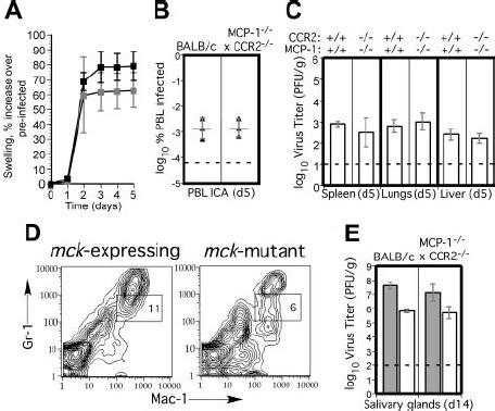 Mcmv Replication And Dissemination In Mcp Ccr Mice A