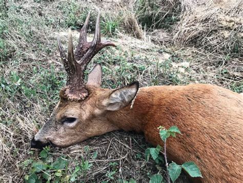 Roe Buck Hunting In Germany Outdoors International