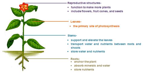 organs-of-a-plant - Gardening Soul