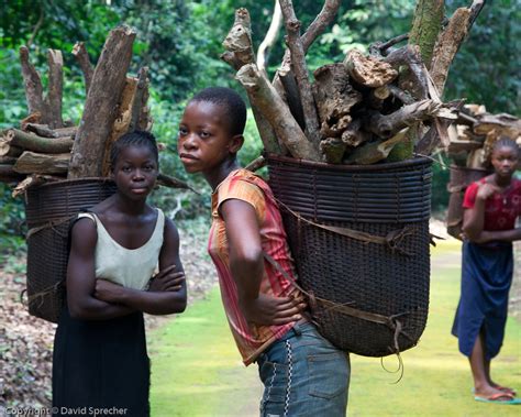 Equateur Prov Dr Of Congo 30 Pygmy Girls Carrying Wood Pr Flickr