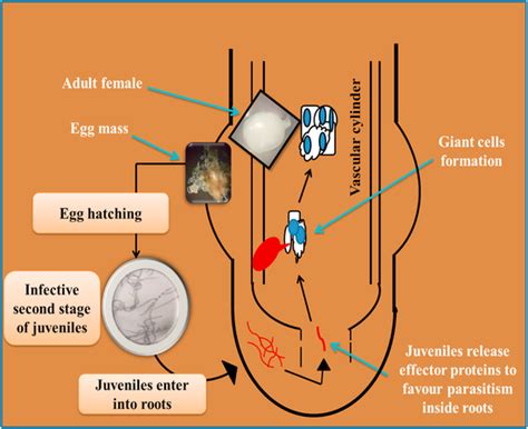 Biology Of Root Knot Nematodes Meloidogyne Spp Download