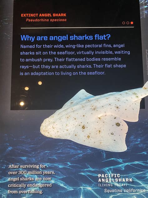 went to the shark exhibit at the natural history museum in nyc! : r/sharks