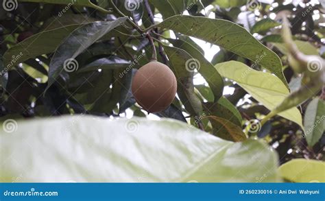 Nutmeg or Buah Pala in the Tree with Green Leaves Stock Photo - Image of buah, leaf: 260230016