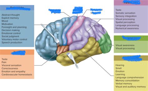 Lobes of the Cerebrum Diagram | Quizlet