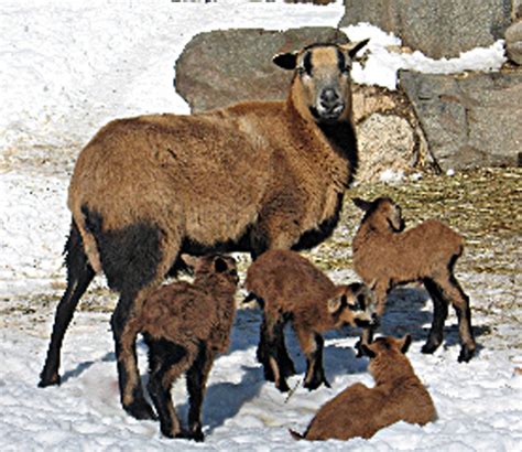 Wildwood Wildlife Park: Barbados Sheep Lambs