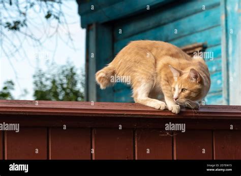 Cat jump scared hi-res stock photography and images - Alamy