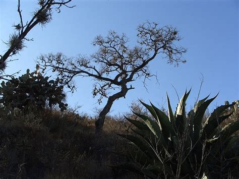 Pcastillo Árbol Palo Dulce