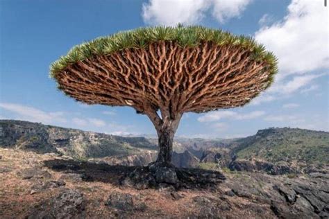 Tripadvisor Tour Privado De 7 Dias Pela Ilha De Socotra Aventura De