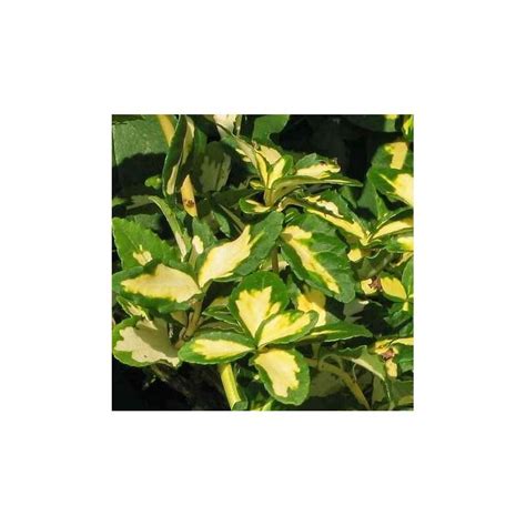 Trzmielina Fortune A Sunspot Euonymus Fortunei 3L