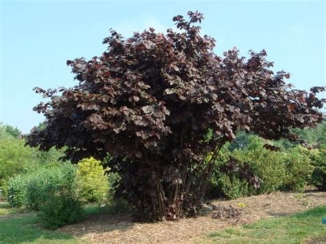 СОВЕТЫ ПРАКТИКА ФУНДУК КРАСНОЛИСТНЫЙ - ОПИСАНИЕ Так повелось, что ...