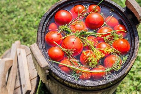 Бочковые помидоры - бабушкин рецепт на зиму с пошаговыми фото