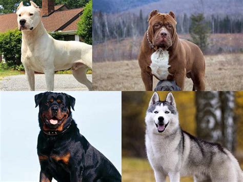 What Is The Strongest Dog Breed In The World Top 20 Lists Za