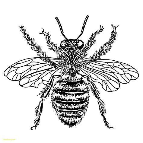 Beehive Drawing | Free download on ClipArtMag