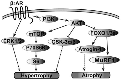 Activation Of Erk12 Related Signaling And The Mtorp70s6ks6 Axis