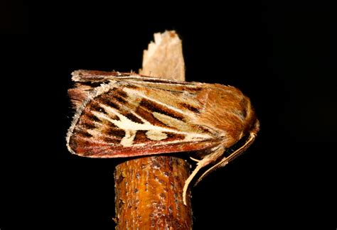 Antler Moth Cerapteryx Graminis From The Moth Trap In My Flickr