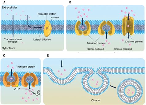 Analytical Techniques And Methods For Study Of Drug Lipid Membrane