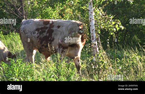 Taurus horns Stock Videos & Footage - HD and 4K Video Clips - Alamy