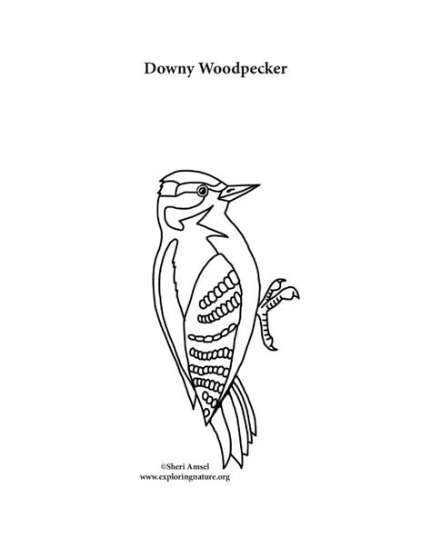 Woodpecker Coloring Pages