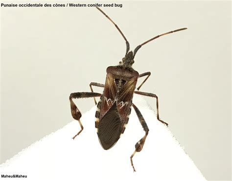 Western conifer seed bug - Maheu&Maheu - Pest management