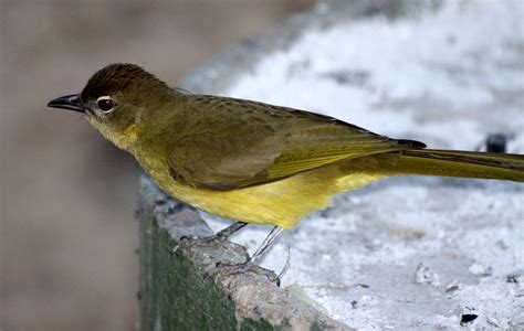 African Yellow Bellied Greenbul Chlorocichla Flaviventris — Coke