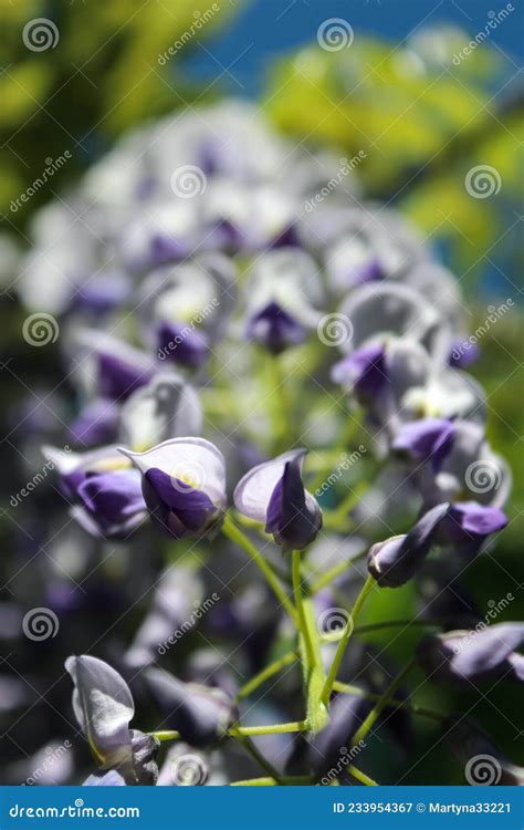 美丽的白色紫藤花 库存图片 图片 包括有 本质 花卉 紫色 日本 宏指令 蓝色 夏天 春天 233954367