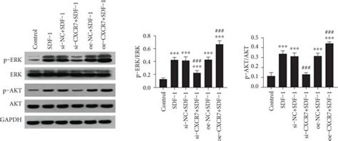 CXCR7 activates ERK and AKT pathways but suppresses the Wnt β catenin