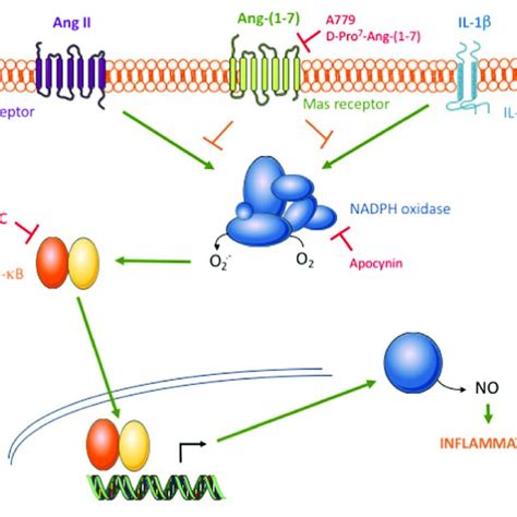 Schematic Diagram Of The Proposed Action Of The Ang Mas Axis On