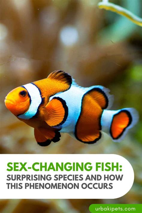 Sex Changing Fish Surprising Species And How This Phenomenon Occurs Urbaki Pets