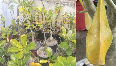 Rosa Do Deserto Folhas Amareladas - Rosa do deserto com folhas amarelas: o que fazer