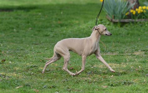 Chiots Venir Du Domaine De Chanteloup Petit Levrier Italien