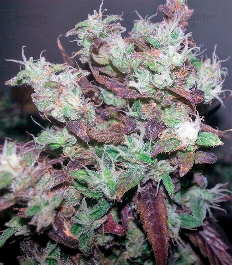 Strawberry Cough Strain Information Seeds For Sale Reviews Herbies