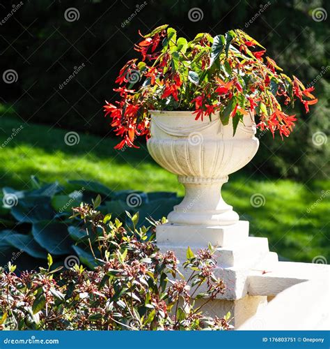 Begonia Pedestal Planter Stock Image Image Of Lawn 176803751