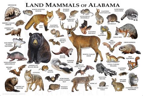 Land Mammals Of Alabama Poster Print Alabama Mammals Field Etsy