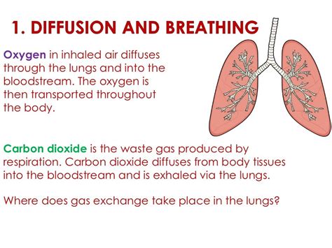 Biological Examples Of Diffusion