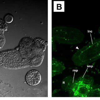 Confocal Scanning Laser Micrographs Of Whole Mount Preparations Of