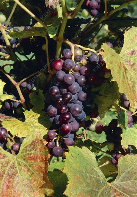 Vitis Vinifera Seibel Suss Stock Image B8420527 Science Photo