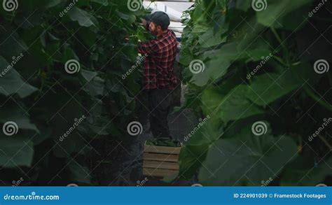 Homem Colhendo Pepinos Da Planta Video Estoque V Deo De Empregado