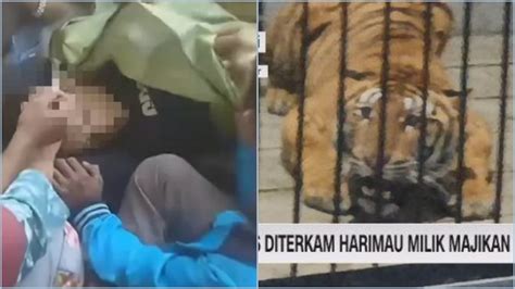 Pria Di Samarinda Tewas Diterkam Harimau Majikannya Saat Beri Makan Di