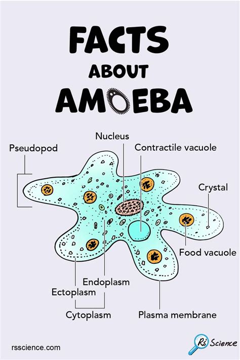 Is Amoeba A Cell Biology Notes Biology Scientists Eukaryotic Cell