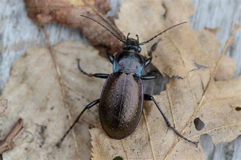 Bronze Ground Beetle Carabus Nemoralis Inaturalist