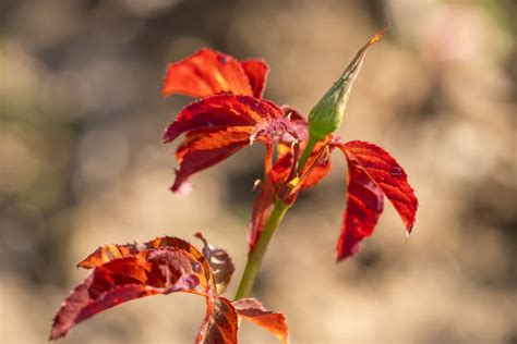 How To Grow And Care For Osiria Rose