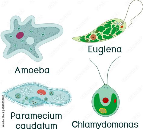 Set Of Unicellular Organisms Protozoa Paramecium Caudatum Amoeba Proteus Chlamydomonas And