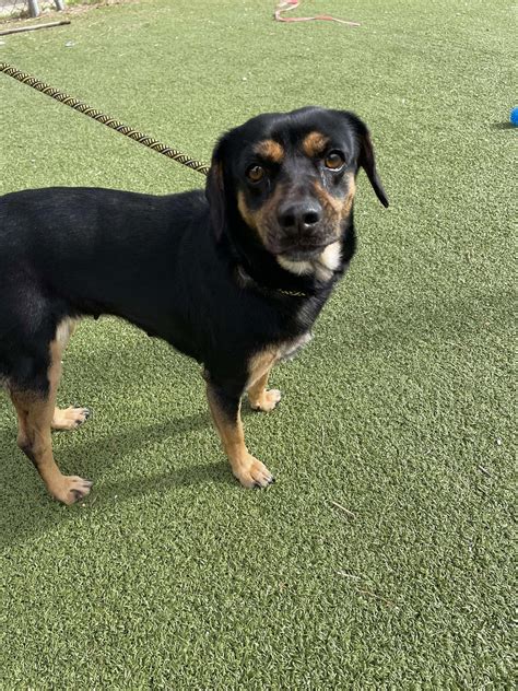 This pasadena shelter program has a very surprising success rate 32