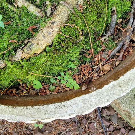 Miniature Moss Landscapes – Gardendaze